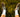 Selfshot image of a mans feet in green grass with yellow flowers